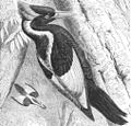 Illustration from Key to North American Birds, 1903