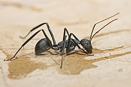 Camponotus sp. (Carpenter ant)