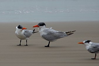Caspian terns (Sterna caspia) left, royal tern (Sterna maxima) right, Padre Island NS (Nov 2022)