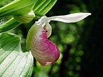 The pink-and-white lady's slipper, Minnesota's state flower.