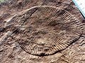 Image 34Dickinsonia costata from the Ediacaran biota (c. 635–542 mya) is one of the earliest animal species known. (from Animal)