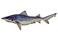 Northern river shark (G. garricki)