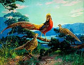 1938, Golden Pheasants by John Henry Hintermeister