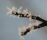 Hoar frost: A type of ice crystal (picture taken from a distance of about 5 cm).