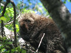A porcupine in Lincoln County's New Wood State Wildlife Area
