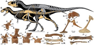 Skeletal reconstruction of two tyrannosaurs superimposed over each other, with known bones highlighted in yellow; photographs of various fossils appear below