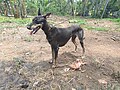 Kanni Dog in Thrissur Kerala