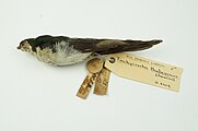 Violet-green swallow. NML-VZ D2109 collected by John James Audubon.