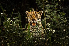 Jaguar (Onça im Pantanal)