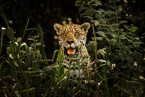 2. Platz: Leonardo Ramos – Ein Jaguar (Panthera onca) im Welterbe-Gebiet Pantanal