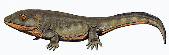 The amphibian-like Pederpes, the most primitive tetrapod found in the Mississippian, and known from Scotland.