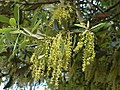 Leaves and catkins in spring