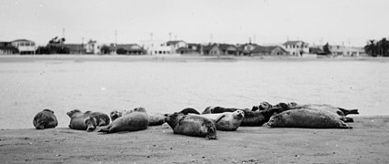 Harbor seals at Alamitos Bay