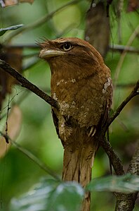 B. m. roonwali at Thattekad Bird Sanctuary, India