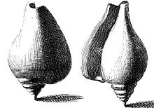Drawings of two upright dog conch shells