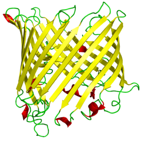 β-barrel The general shape of a β-barrel is a hollow cylinder lined by multiple β-sheets. Note that the protein depicted is not Toc75 specifically.