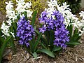 White and purple hyacinth cultivars in Detroit, Michigan