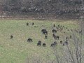 Abruzzo Wild boars