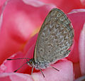 Image 15 Zizina labradus Photo credit: John O'Neill A Common Grass Blue (Zizina labradus), a small Australian butterfly. This specimen, perched on a rose, is approximately 10 millimetres (0.4 in) in size. Females generally have a larger wingspan compared to males (23 and 20 mm or 0.9 and 0.8 in respectively). More selected pictures