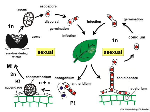 Life cycle, Erysiphales, Ascomycota (diagram by M. Piepenbring)