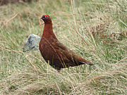 Red grouse in Northumberland