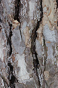 Bark of subsp. laricio