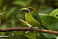 Blue-throated toucanet