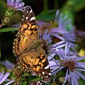 American painted lady butterfly