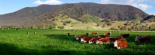 A green field or paddock with Hereford cattle