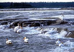 American white pelicans at Rapids of the Drowned (Slave River)