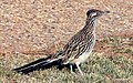 Image 13Greater roadrunner (the state bird of New Mexico) (from New Mexico)