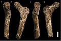 Oberschenkelknochen U.W. 101-1391 in vier Ansichten