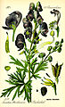Wolfsbane or aconite, Aconitum napellus (virulent poison)