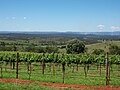 View from a Kingaroy vineyard looking into the Burnett Valley, Kingaroy, Australia. October 22, 2005