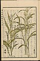 Illustration of Coix lacryma-jobi from the Japanese encyclopedia Seikei Zusetsu (1804)