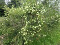 M. salicina - a popular garden shrub