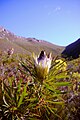 Protea longifolia