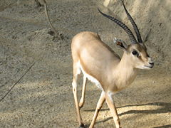 Slender-horned gazelle (male)