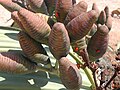 Seed cones of Welwitschia