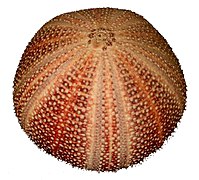 Unfossilised sea urchin