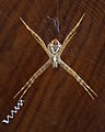 File:Argiope spider female juvenile on her web ventral view wooden background Don Det Laos.jpg