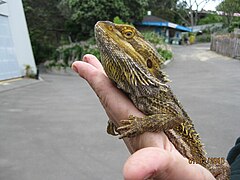 An inland bearded dragon being held by visitor during a reptile contact encounter
