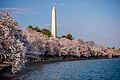 Image 101The Washington Monument viewed from the Tidal Basin during the National Cherry Blossom Festival in April 2018 (from Washington, D.C.)