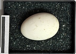 Egg at Museum Wiesbaden Germany