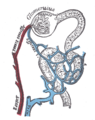 Distribution of blood vessels in cortex of kidney. (Although the figure labels the efferent vessel as a vein, it is actually an arteriole.)