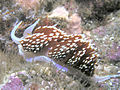 Hermissenda nudibranch, San Clemente Island