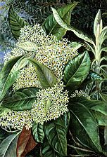 Olearia argophylla, Marianne North Gallery, Kew Gardens.