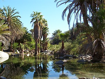 Oasis de Santa Gertrudis, Baja California