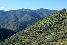 Plantation in Andalucía, Spain