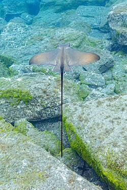 Cownose ray (Rhinoptera bonasus), Monte da Guia, Faial Island, Azores, Portugal.